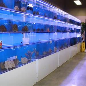 Pet Fish Stores