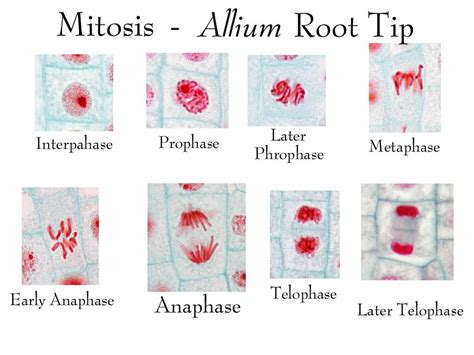Phases Mitosis Onion Root