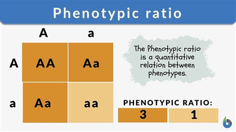 Phenotype and Genotype Proportions