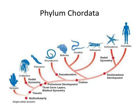 Phylum