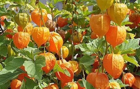 Physalis à Arbas