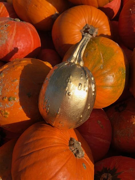 Pick Your Own Pumpkins Canterbury