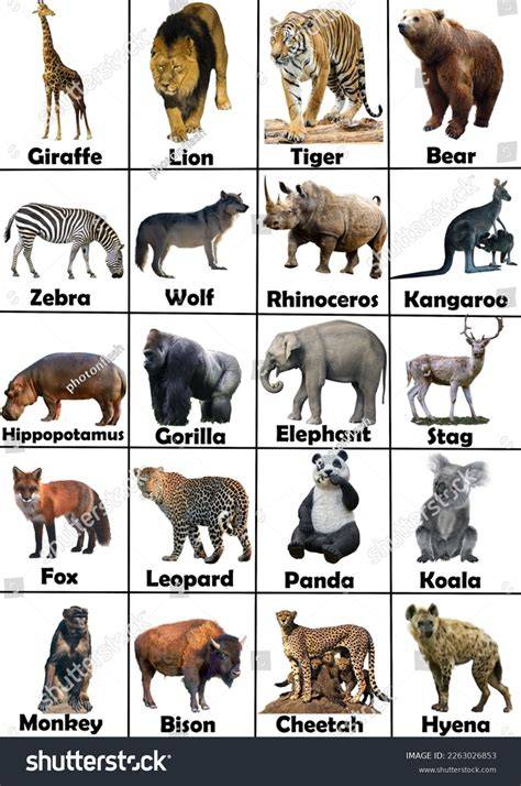 Pictures Of Animals Printable