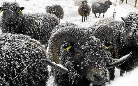 Pied de moutons à Hanvec