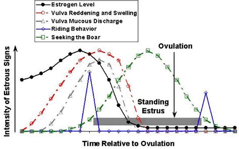 Pig Heat Cycle Chart