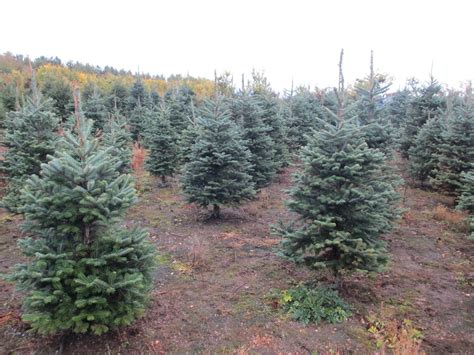 Pinewood Christmas Trees