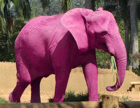 Pink Elephant Sales & Lettings