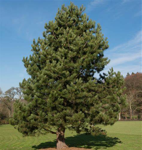 Pinus