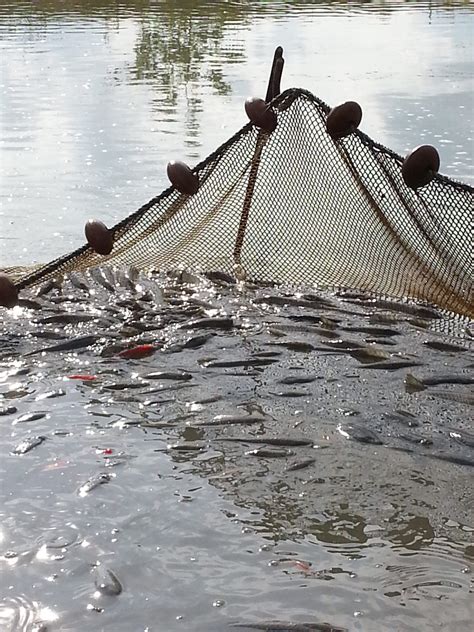 Pisciculture Cardon à Le Luart