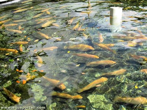 Pisciculture de Cardine à Retjons