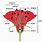 Pistil Flower Parts Diagram