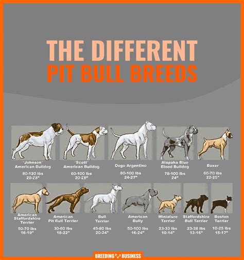 Pit Bull Breeds Chart