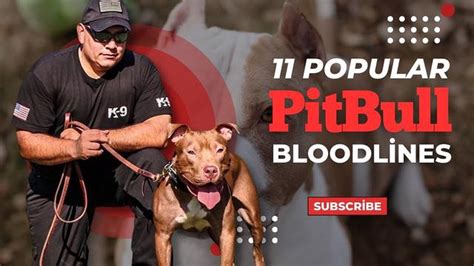 Pitbull Bloodlines Chart