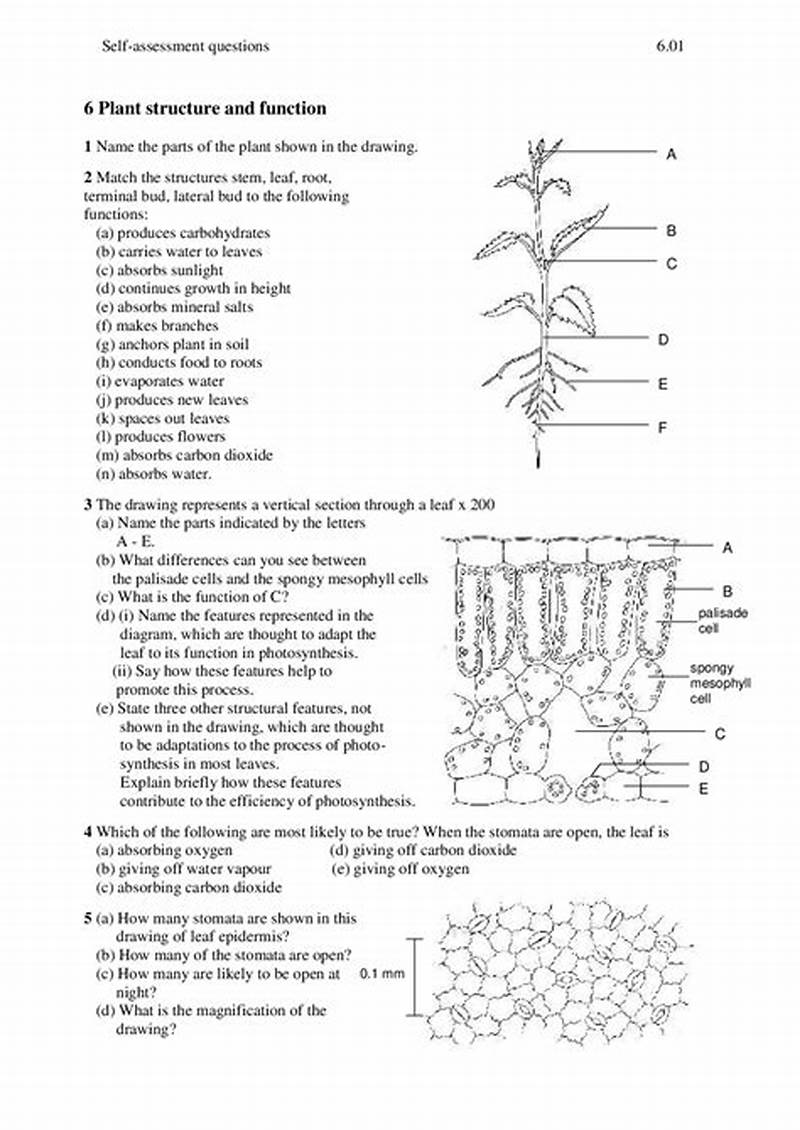 Plant Structure And Function Coloring Worksheet