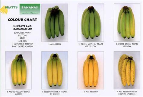 Plantain Ripening Chart