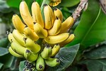 Planting Bananas