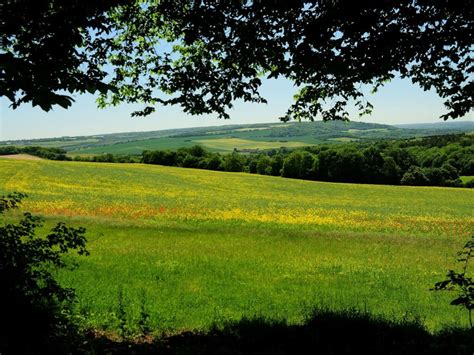 Plantlife Ranscombe Farm Nature Reserve