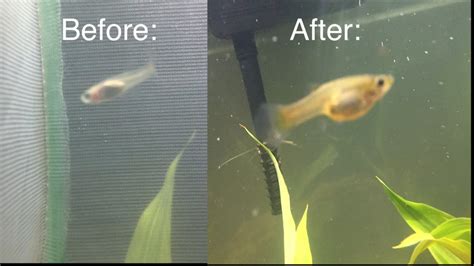 Platy Fry Growth Chart