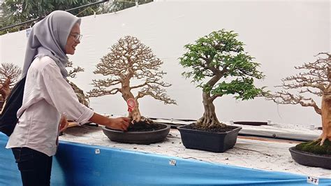 Pohon Kenari Bonsai Indonesia