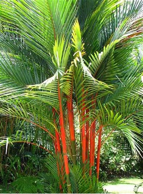 Pohon Palm Merah di Indonesia