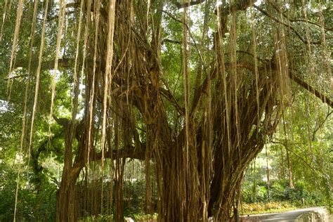 Exploring the Majestic Beringin Trees of Indonesia
