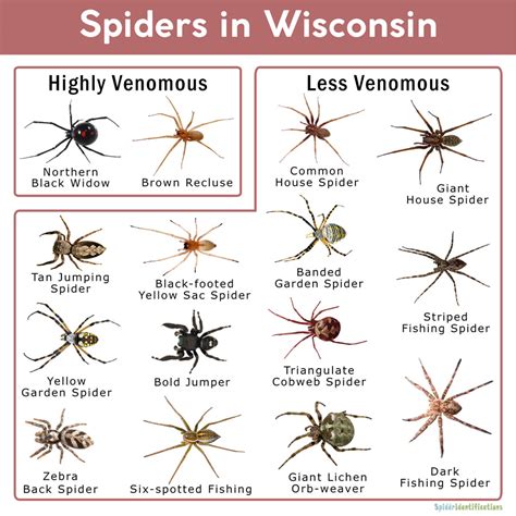 Poisonous Wisconsin Spiders Chart