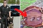 Police Dog Barking at a Tree Body Inside a Tree