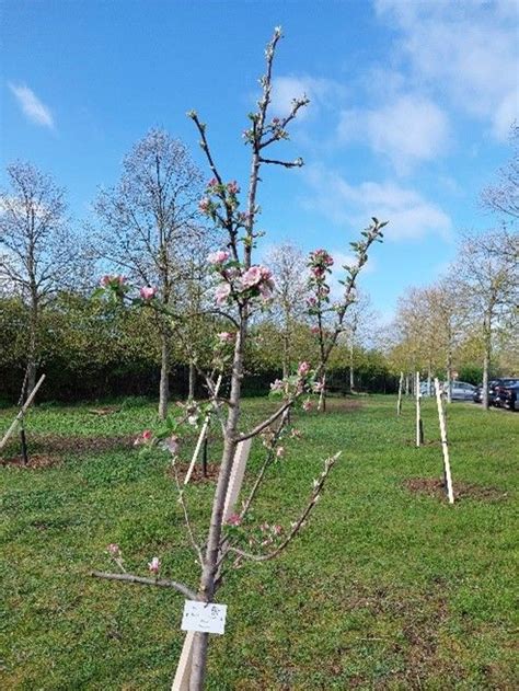 Pommier Trepin à Rungis Complexe