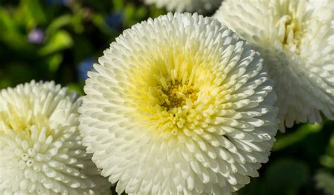 Pomponnette à Morzine