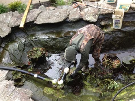 Pond cleaning maintenance & repair Maple Aquatics est 2005
