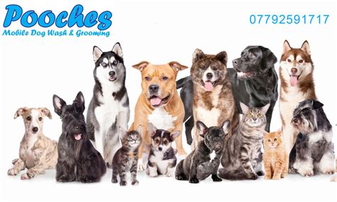 Pooches Mobile Dog Grooming Blackpool