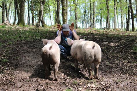 Porc de Thor à Saissac