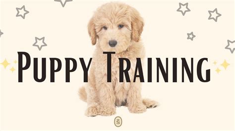 Positive Puppy Training