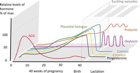 Postpartum Hormone Chart