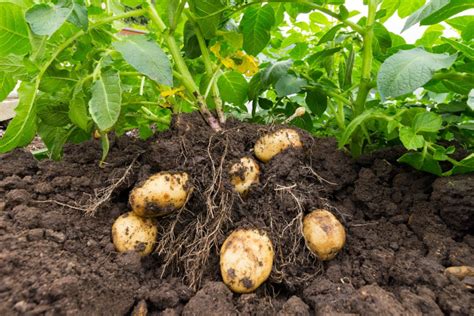 Potato-field-growing-crop