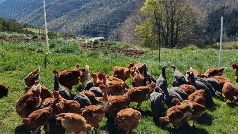 Poulets du Fromental à Loubaresse