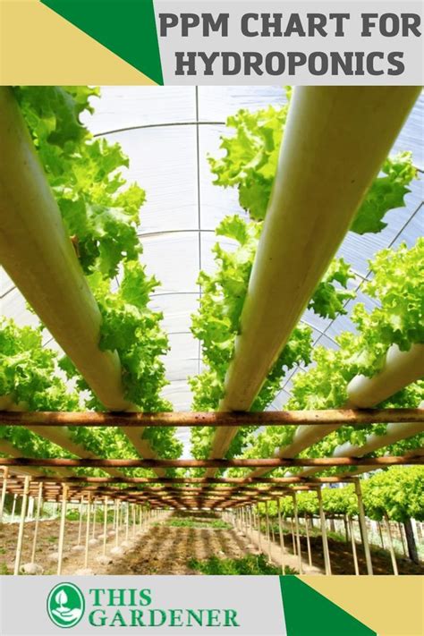 Ppm Chart For Hydroponics