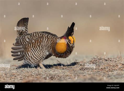 download Prairie Courtship & Rocky Mountain Match