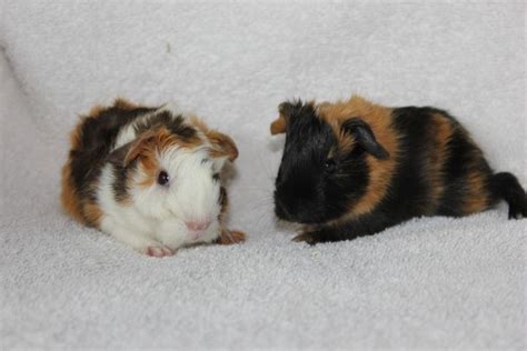 Precious Piggies Guinea Pig Rescue