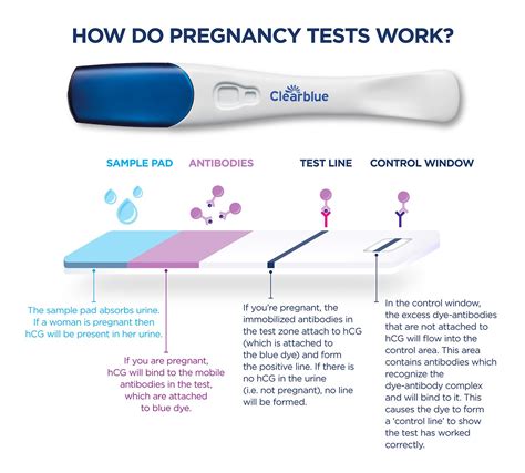 Pregnancy Antibody Test