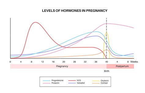 Pregnancy Hormones Chart