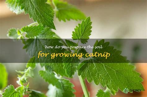 Preparing the Soil for Catnip Seeds