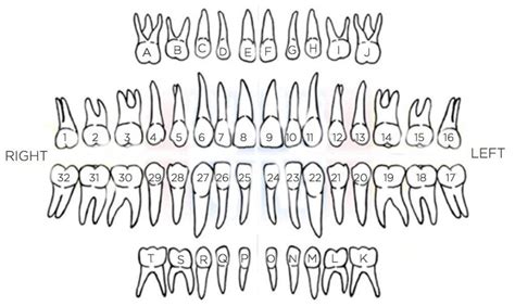Primary Teeth Chart With Letters