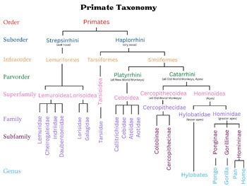 Primate Taxonomy Chart