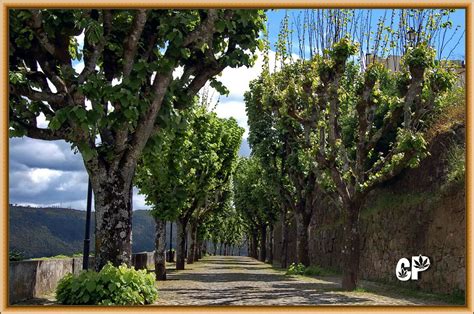 Primavera Penacova