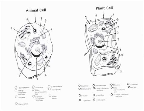Printable Animal And Plant Cell Diagram