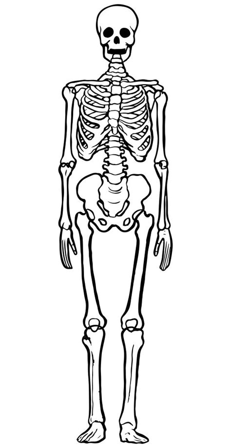 Printable Blank Skeleton Diagram