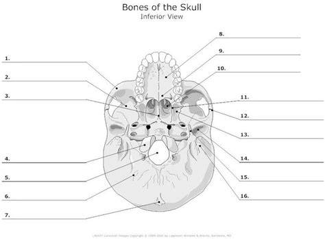 Printable Blank Skull Diagram