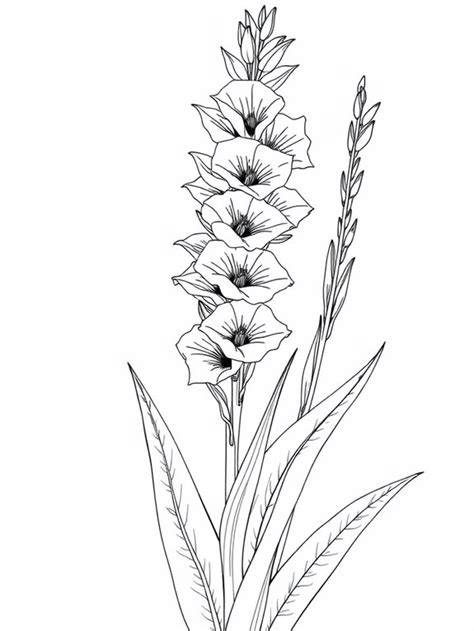 Printable Gladiolus