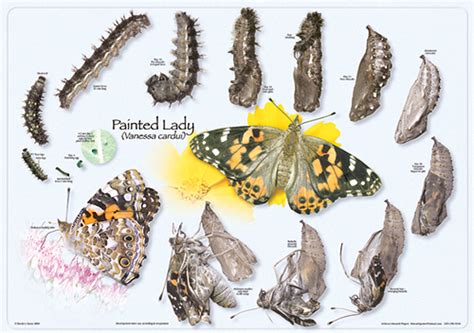 Printable Painted Lady Butterfly Life Cycle